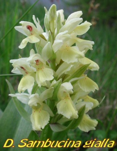 gialla